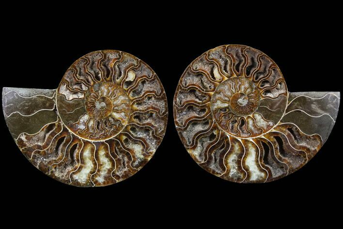 Cut & Polished Ammonite Fossil - Agatized #91185